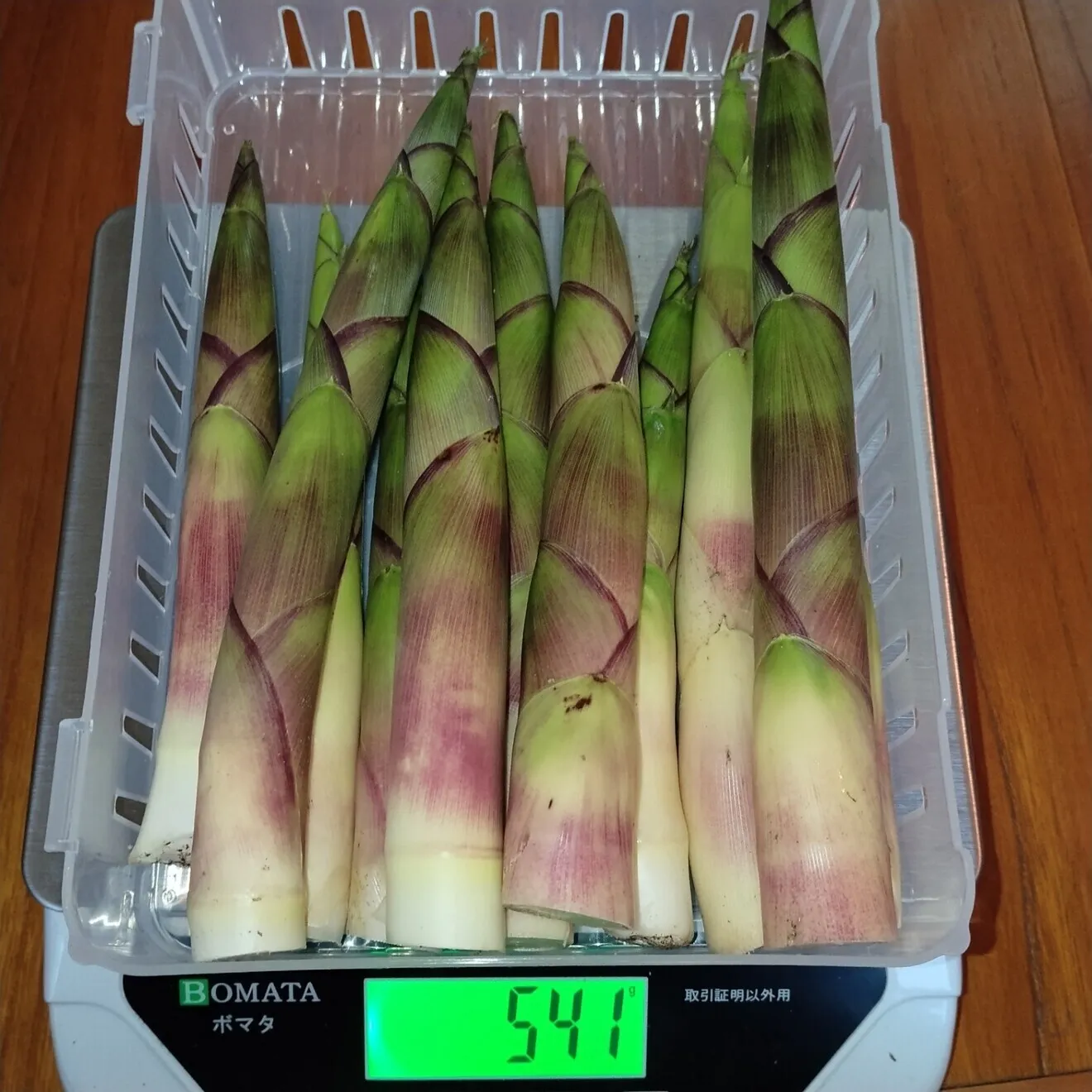 【今期終了・予約・6月発送・太サイズ】朝採り天然！月山筍500g ◆山形県月山山系の極上根曲がり竹◆
