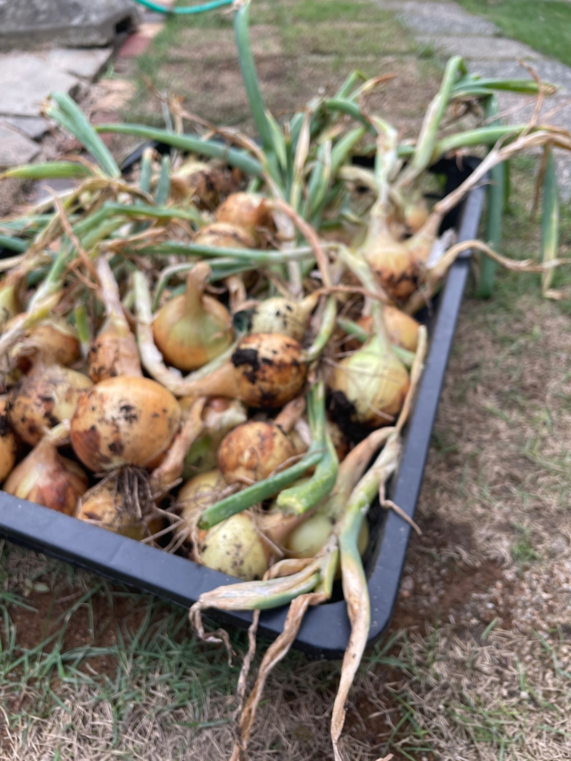 我が家のミニ菜園からおすそ分け❣
完全無農薬　ﾐﾆ新玉ねぎメインで60サイズ2kg　🥰