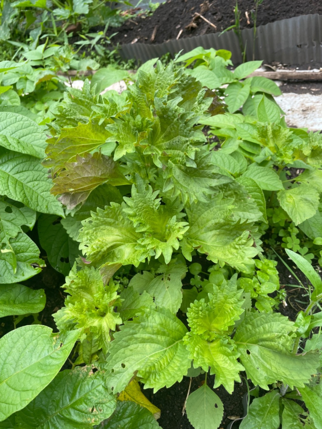 我が家のミニ菜園からおすそ分け❣
完全無農薬　ﾐﾆ新玉ねぎメインで60サイズ2kg　🥰