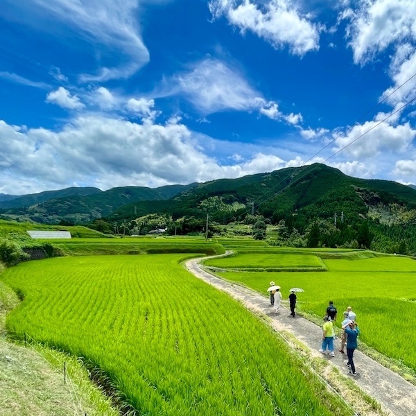 熊本県美里町産にこまる白米5kg×2【九州食味コンテスト3年連続優勝】産地直送・冷めても旨い極上米