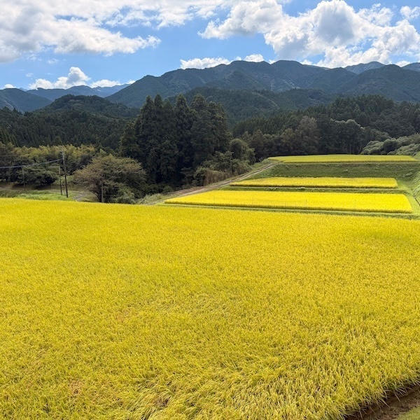 熊本県美里町産にこまる白米5kg×2【九州食味コンテスト3年連続優勝】産地直送・冷めても旨い極上米