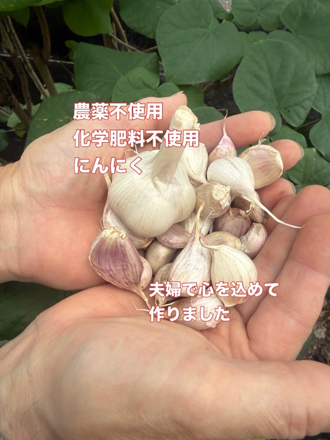 (5月収穫)農薬不使用
化学肥料不使用にんにく
280g(小さめです)

　　
　　
　　