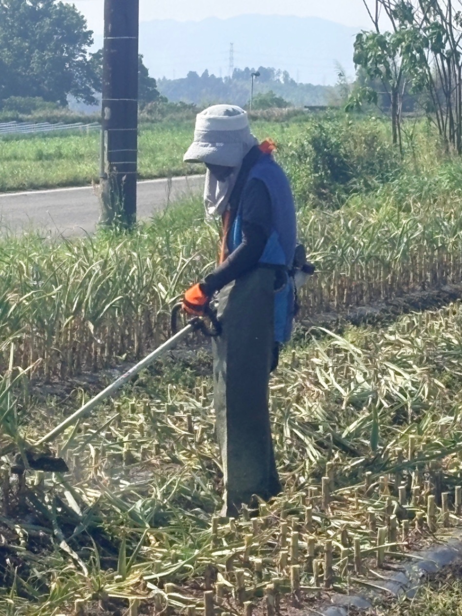 (5月収穫)農薬不使用
化学肥料不使用にんにく
280g(小さめです)

　　
　　
　　