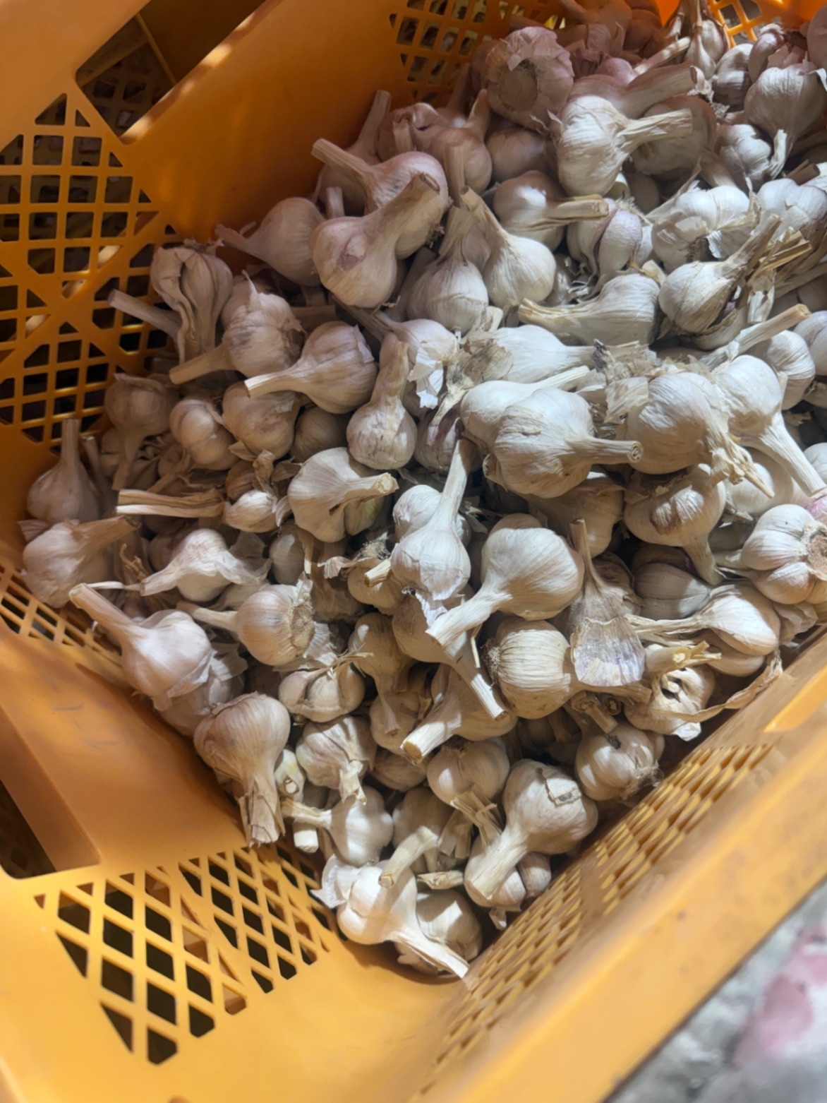 (5月収穫)農薬不使用
化学肥料不使用にんにく
280g(小さめです)

　　
　　
　　
