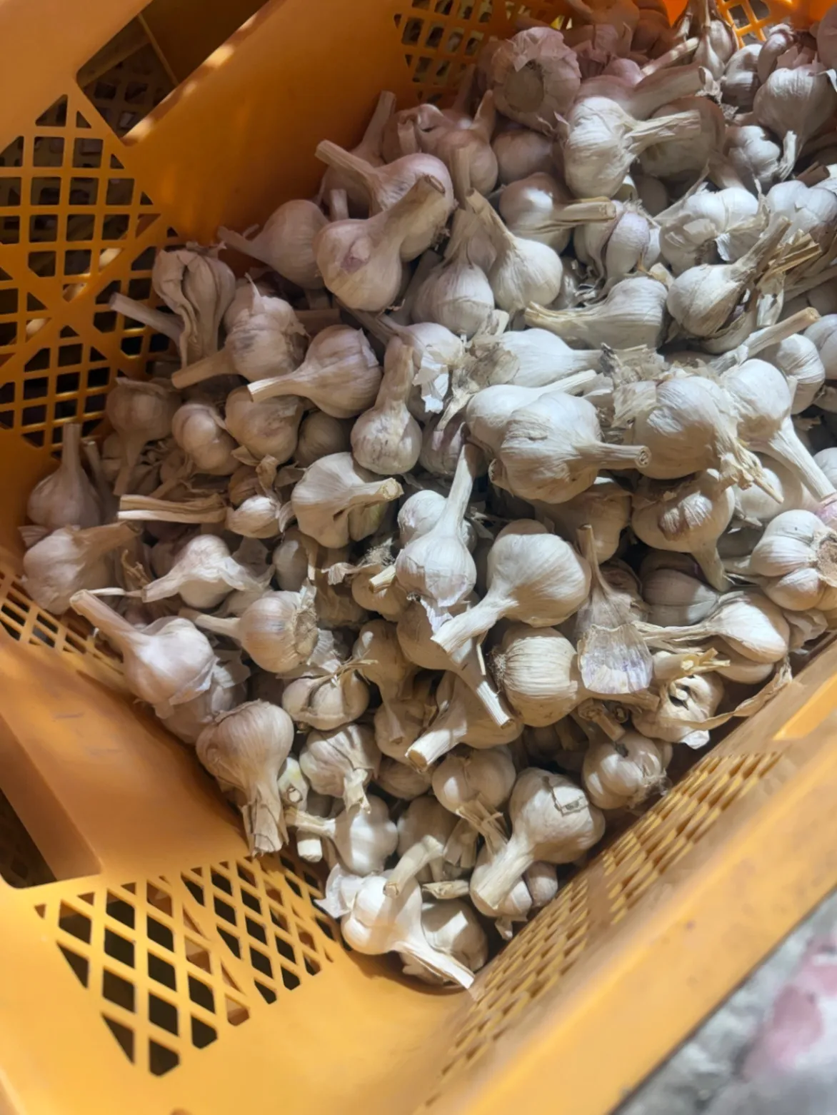 (5月収穫)農薬不使用
化学肥料不使用にんにく
280g

　　
　　
　　