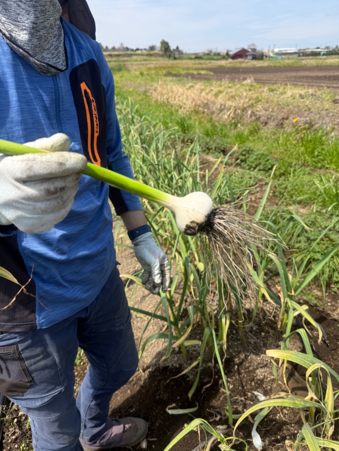 (5月収穫)農薬不使用
化学肥料不使用にんにく
280g(小さめです)

　　
　　
　　