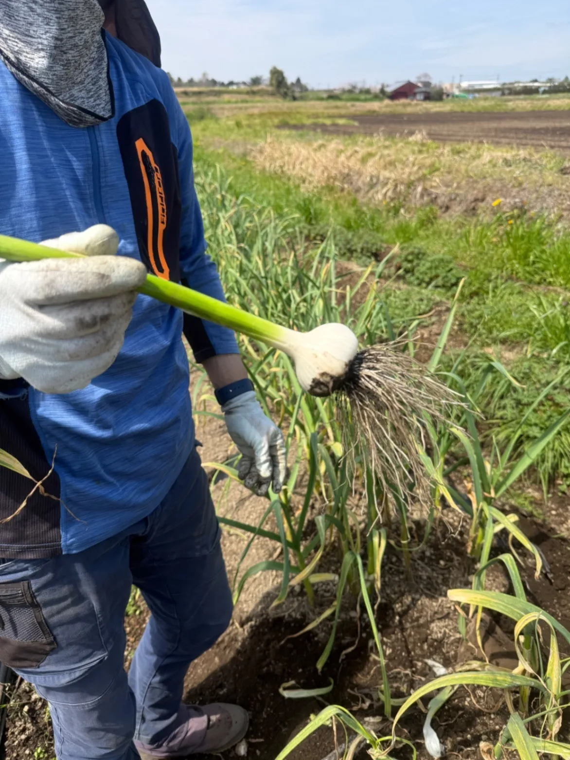(5月収穫)農薬不使用
化学肥料不使用にんにく
280g

　　
　　
　　