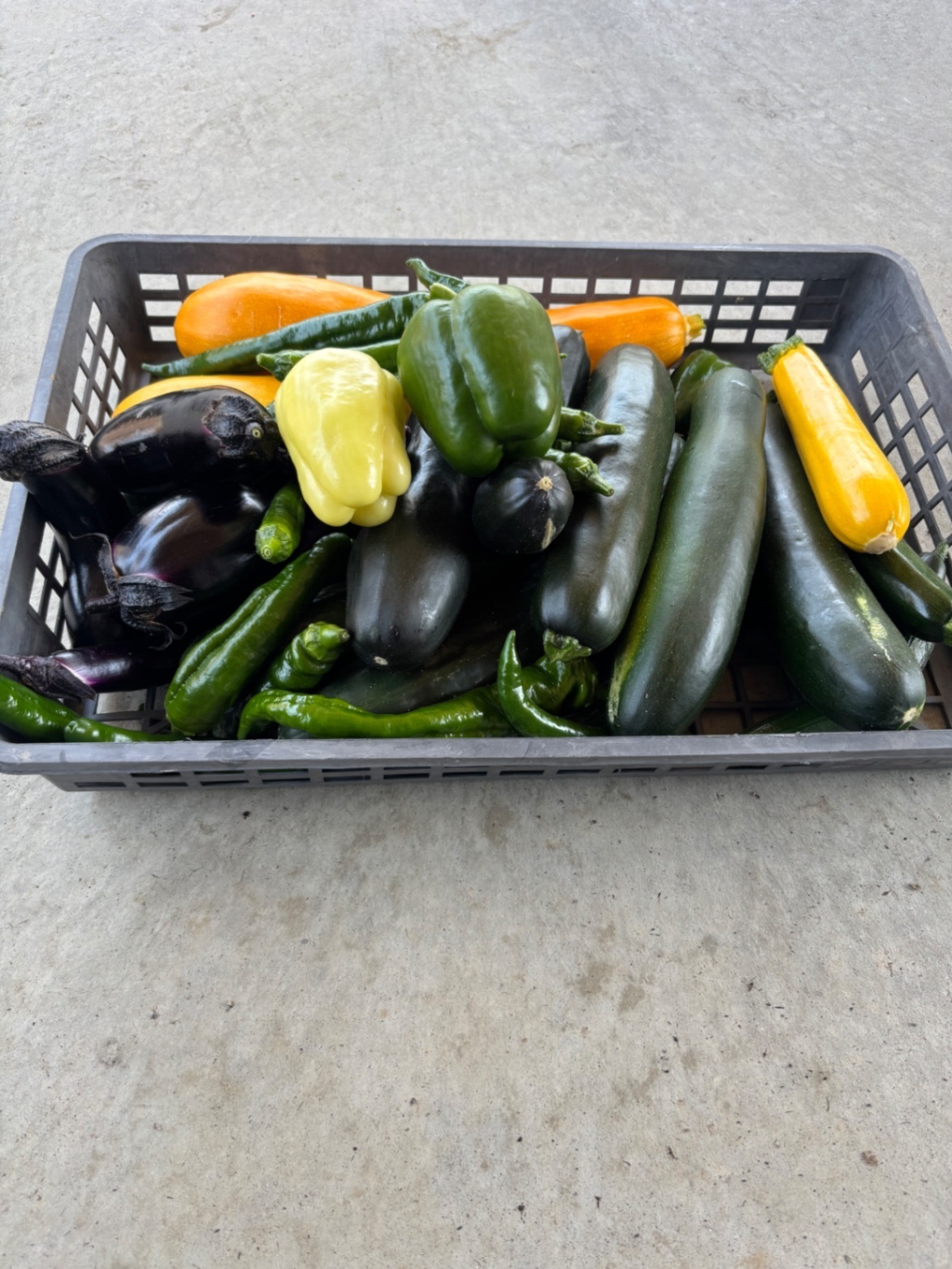 🥒 初夏の採れたて野菜セット【農園受取歓迎】