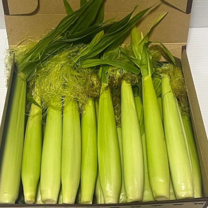 新鮮✨皮付きヤングコーン 🌽　約18本 宅急便コンパクト
