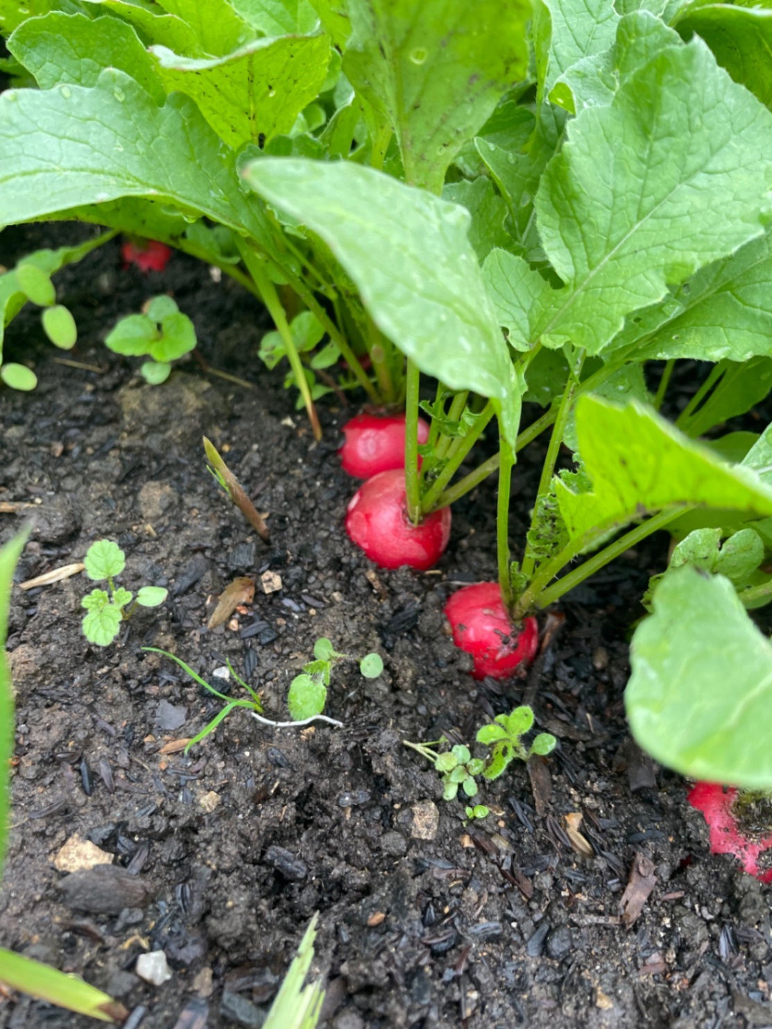 我が家のミニ菜園からおすそ分け❣
完全無農薬　ﾐﾆ新玉ねぎメインで60サイズ2kg　🥰