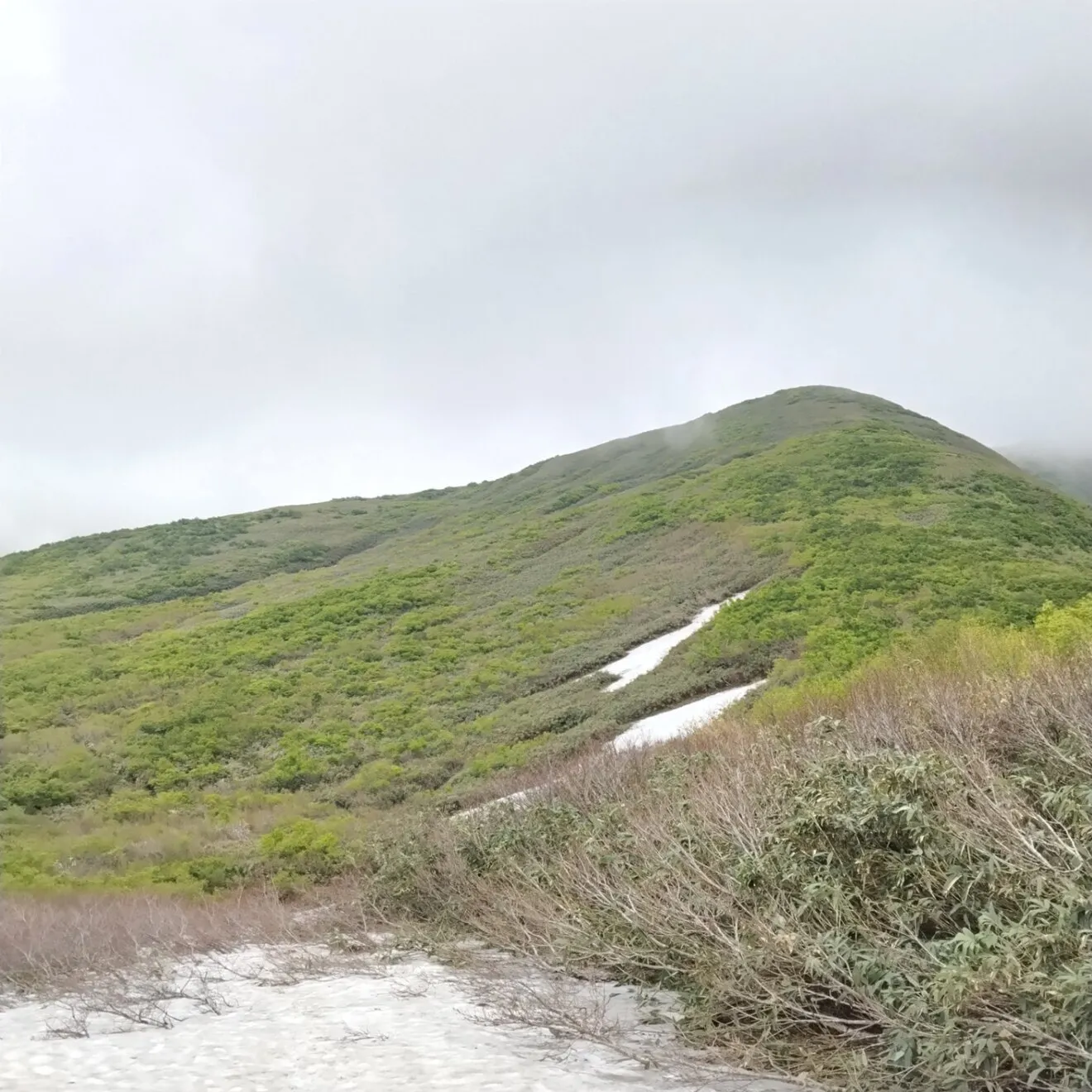 【今期終了・予約・6月発送・太サイズ】朝採り天然！月山筍500g ◆山形県月山山系の極上根曲がり竹◆