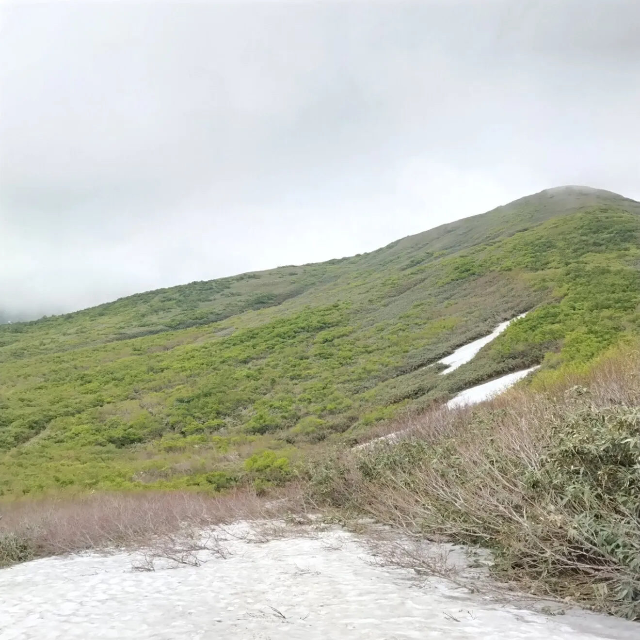 【今期終了・予約・6月発送・中細サイズ】朝採り天然月山筍500g ◆山形県月山山系の極上根曲がり竹◆