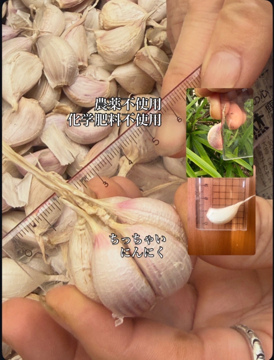 農薬不使用/化学肥料不使用
ちっちゃいにんにく(250g)
味と風味はしっかりしてます
