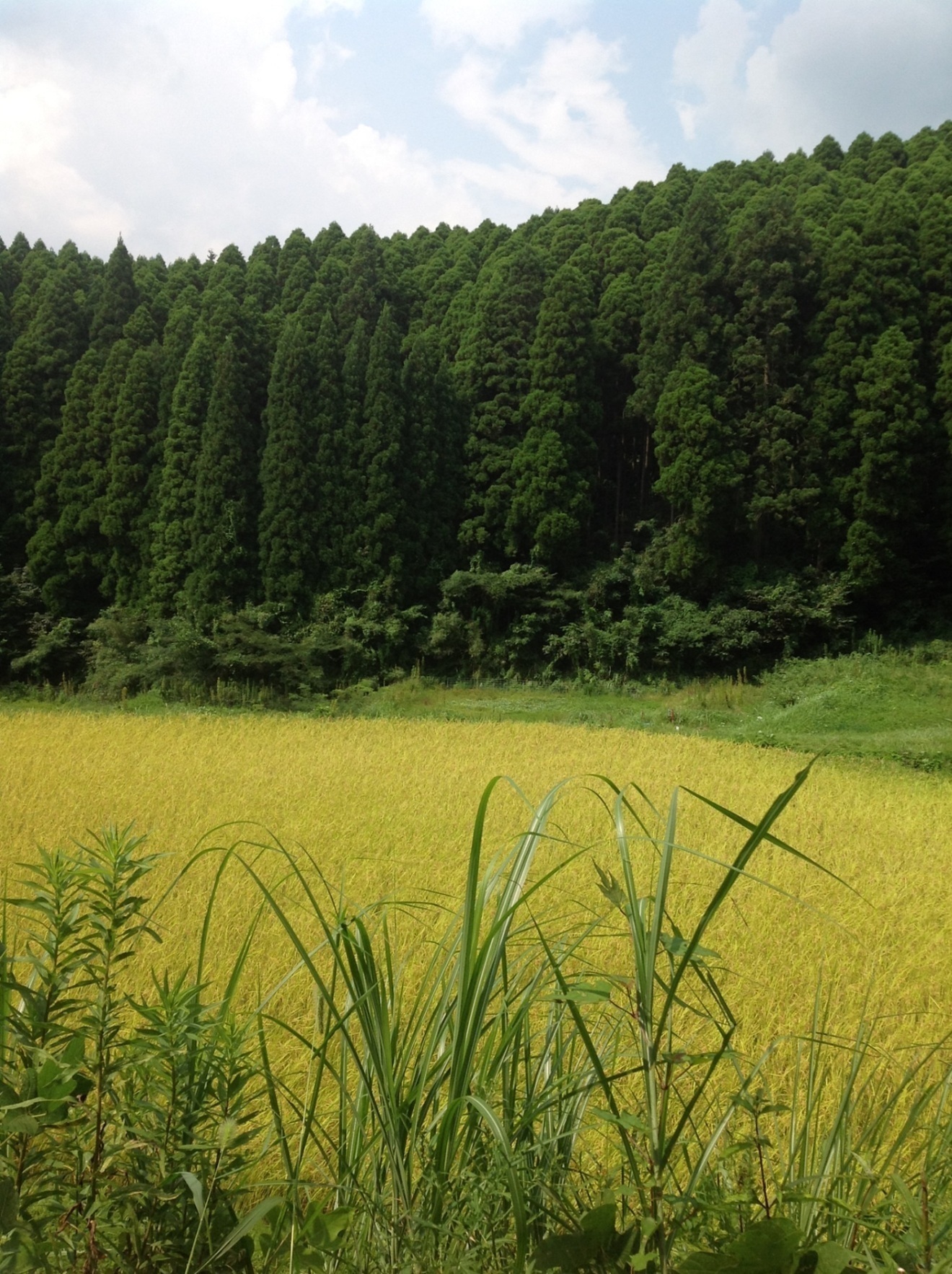 【父の日ギフト】無農薬・無肥料米　２合
除草剤・有機肥料も使っていません
