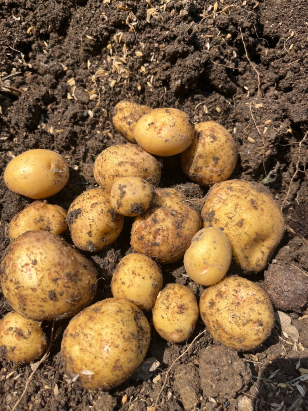 農家直送🧑‍🌾じゃがいも食べ比べセット💕きたあかり＆アンデスレッド　コンパクト便発送