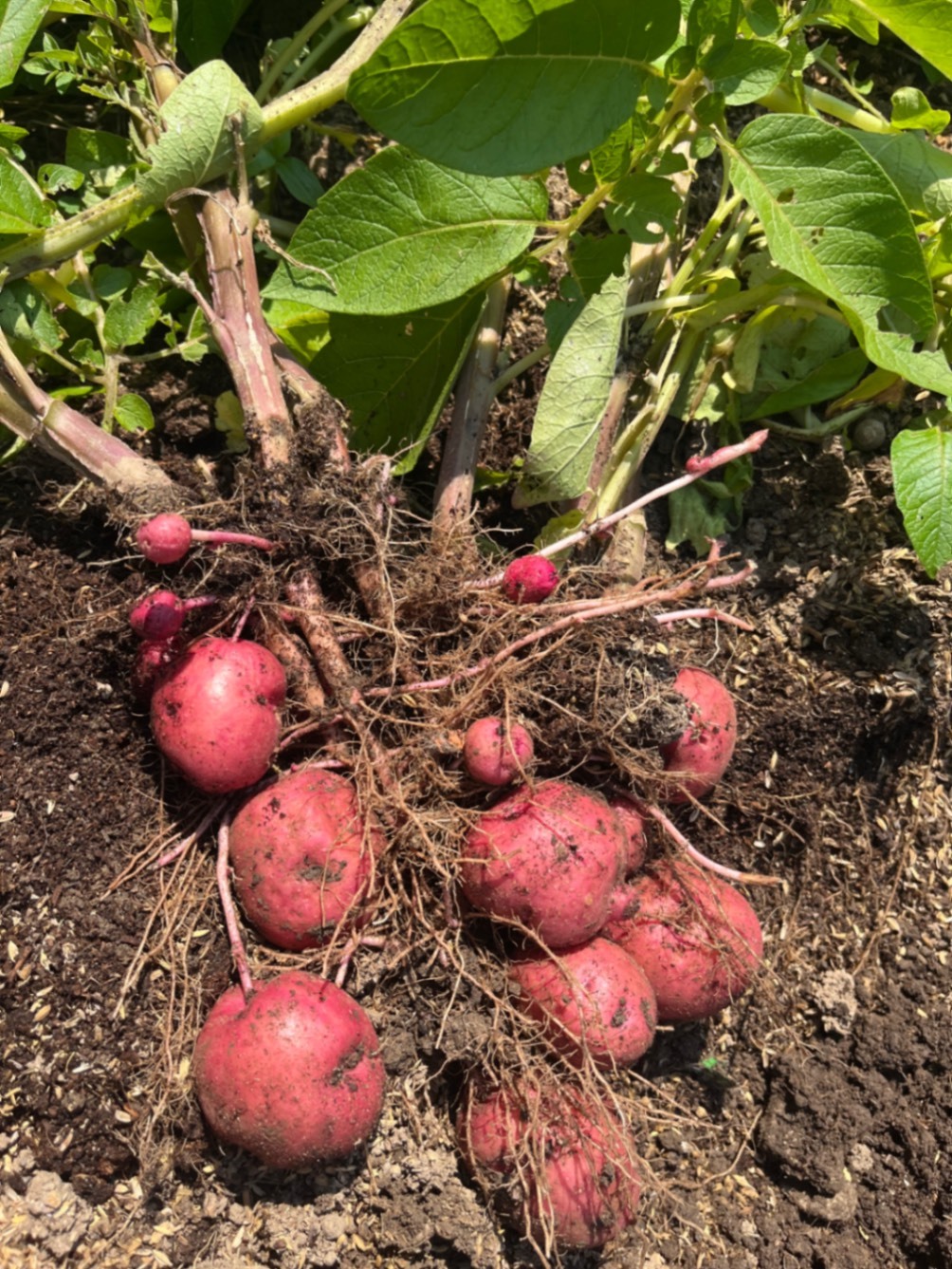 農家直送🧑‍🌾じゃがいも食べ比べセット💕きたあかり＆アンデスレッド　コンパクト便発送