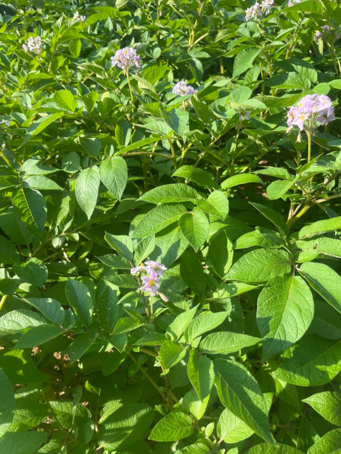 農家直送🧑‍🌾じゃがいも食べ比べセット💕きたあかり＆アンデスレッド　コンパクト便発送