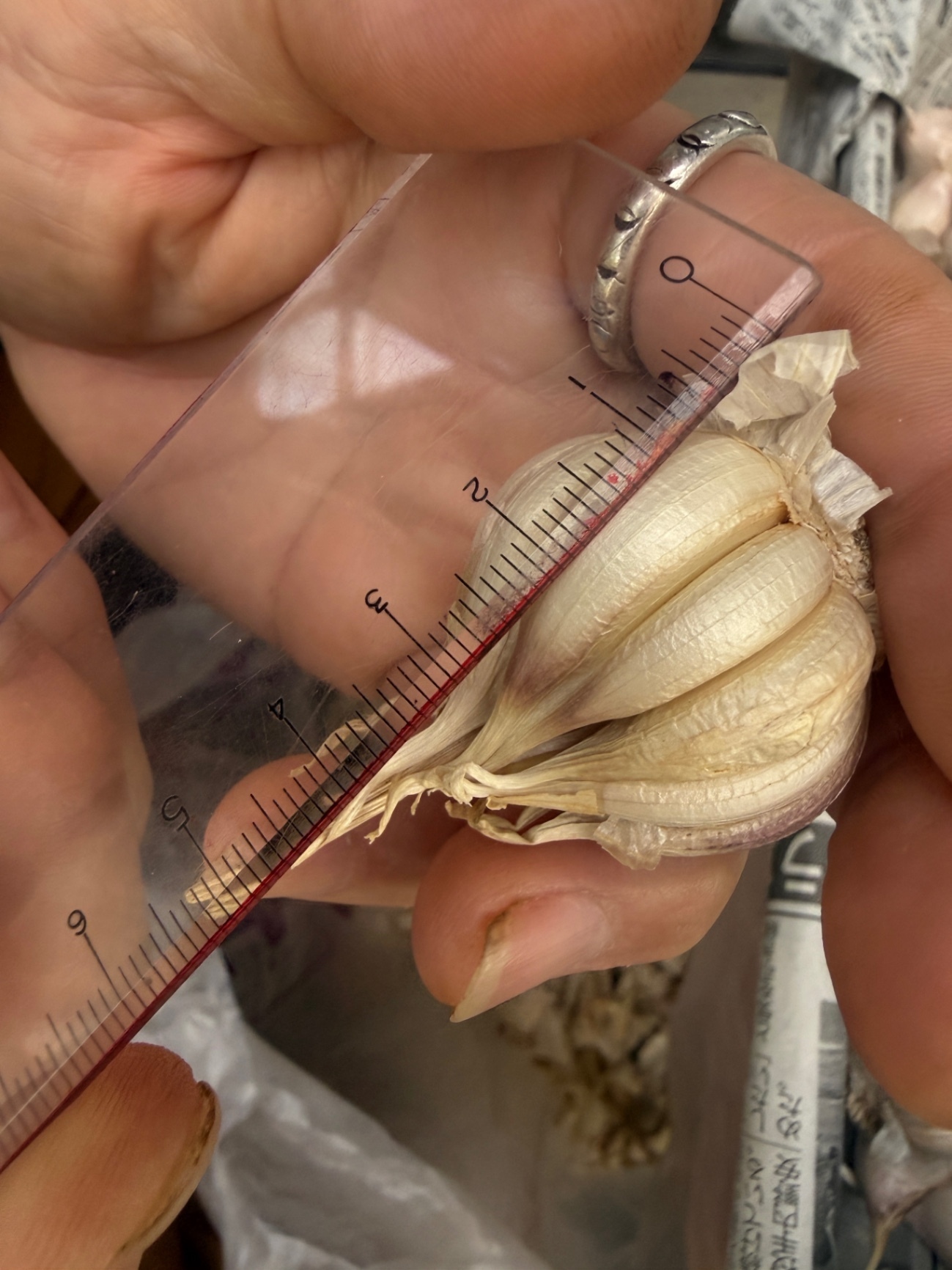 農薬不使用/化学肥料不使用
ちっちゃいにんにく(250g)
味と風味はしっかりしてます
