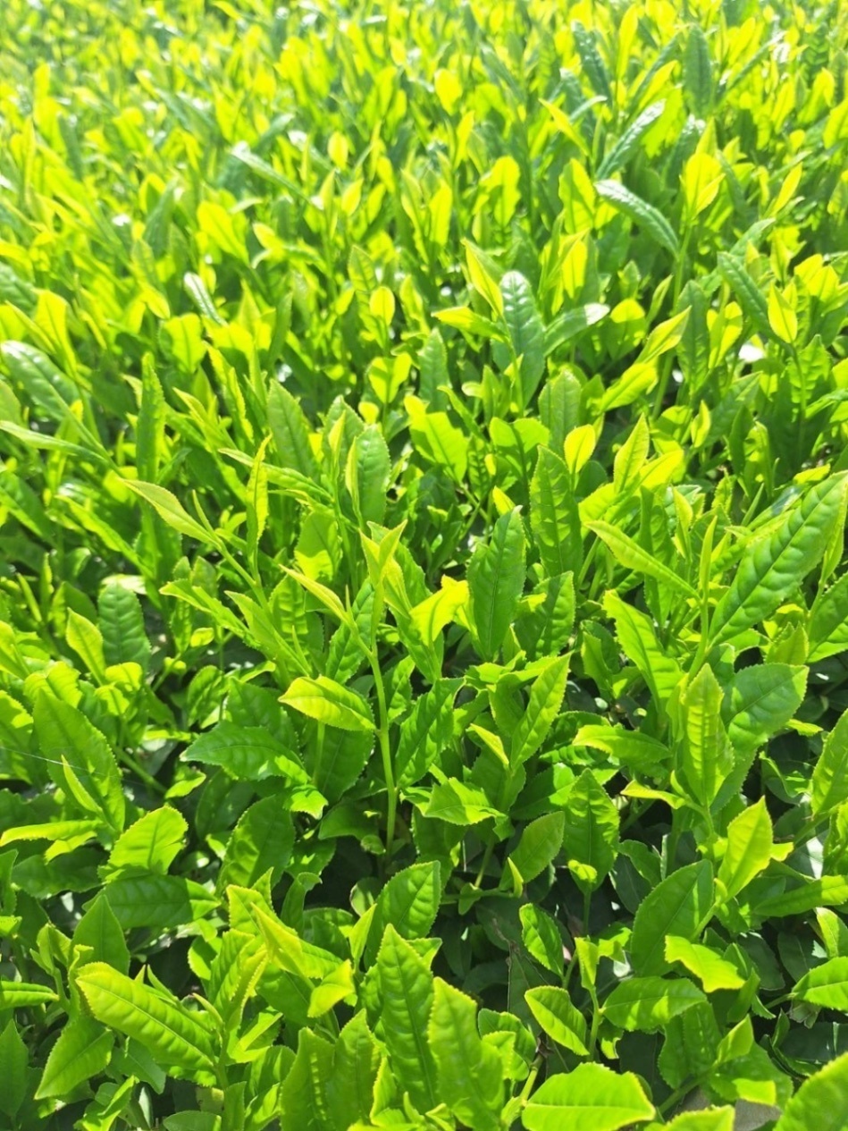 飲み比べセット/2から3点はこちら　初摘み煎茶・特選煎茶・ほまれ煎茶3種類を飲み比べできるセットです