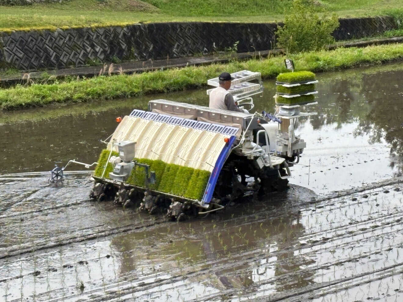 【新米】2025年8月収穫　
岐阜県産　コシヒカリ　白米20キロ
