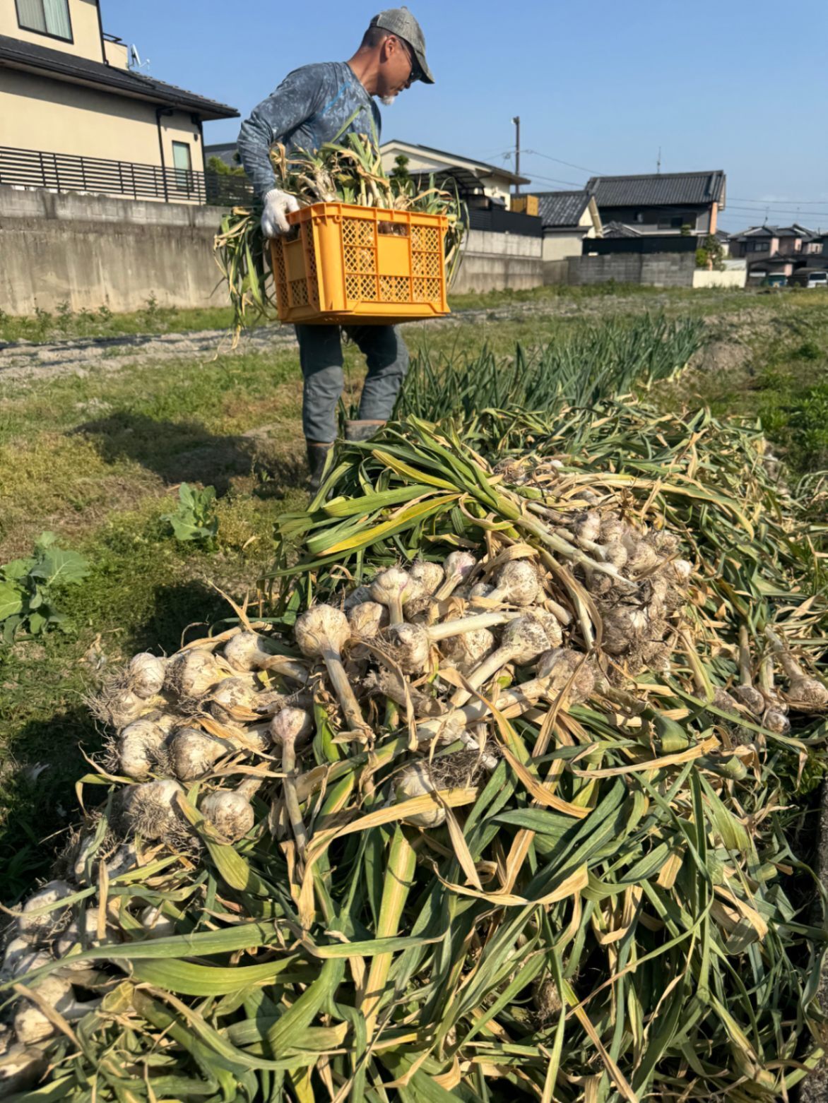バラにんにく300g(150g×2ネット)☆
今年5月に収穫した国産にんにくを丁寧に乾燥させました☆