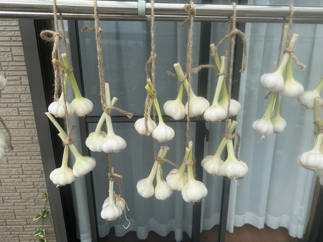 バラにんにく300g(150g×2ネット)☆
今年5月に収穫した国産にんにくを丁寧に乾燥させました☆