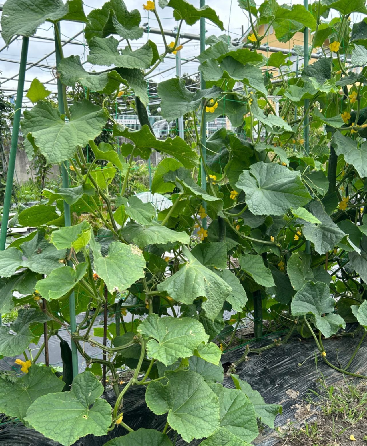 畑からお届け！無農薬・無化学肥料の玉ねぎ ・朝穫れきゅうり　2kg