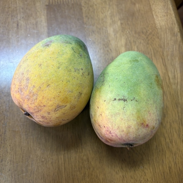 沖縄県産 夏雪マンゴー約２ｋｇ（家庭用・訳あり）/傷・色ムラありお買い得！希少品種４〜５玉/農家直送