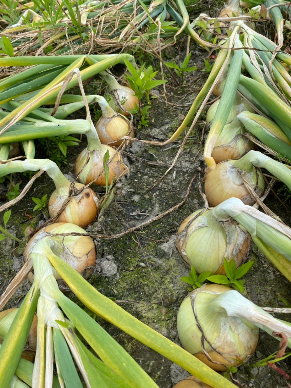 【富山県産】玉ねぎ 5kg 採れたて ずっしり大玉（M〜L）2026年6月収穫