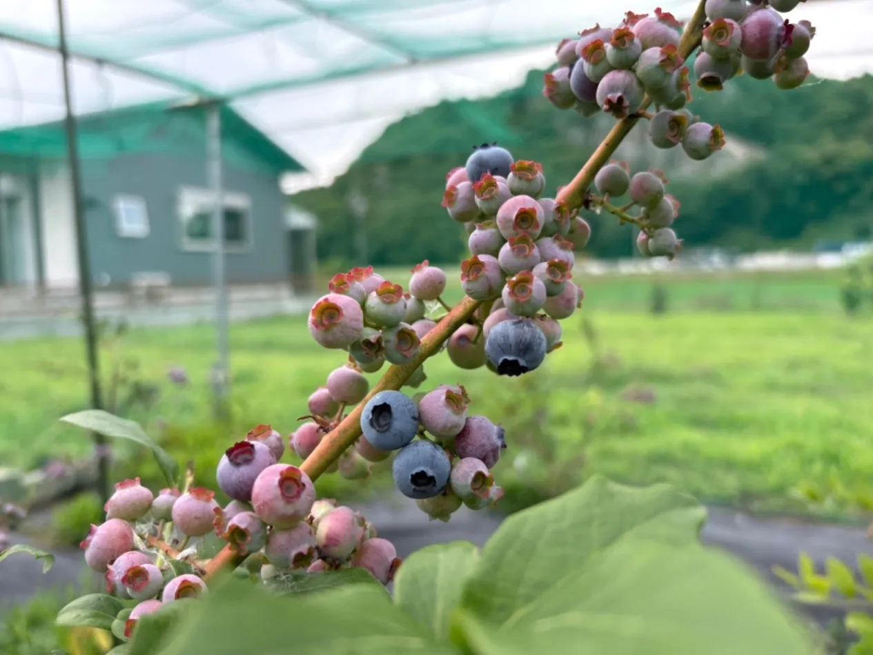 【自家栽培】岐阜県産　生ブルーベリー　500g 
