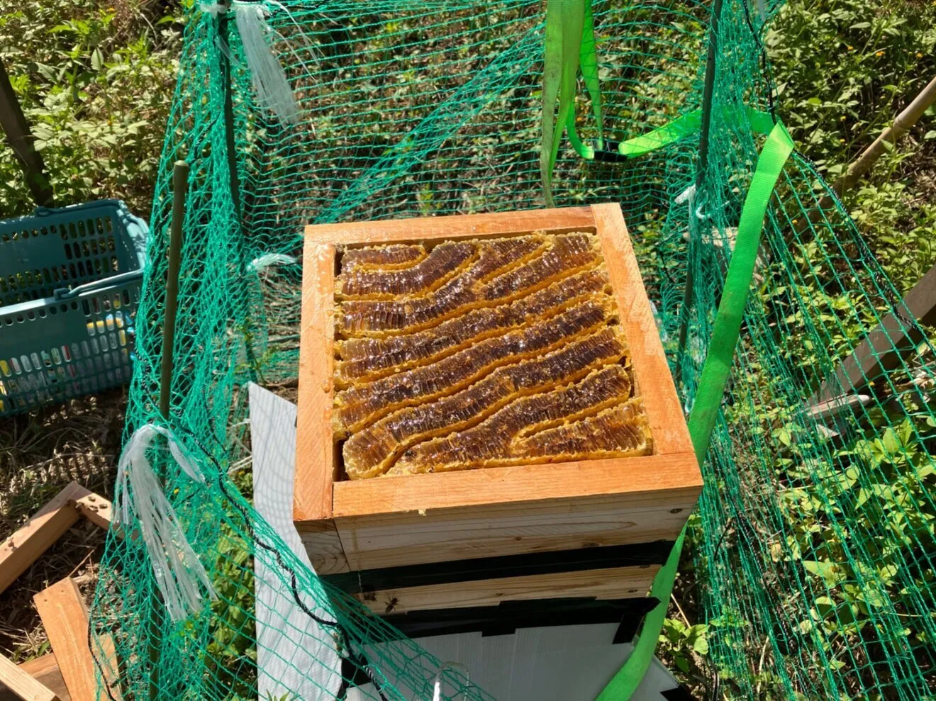 日本みつばちの非加熱はちみつ 180g＋80g｜親子瓶セット