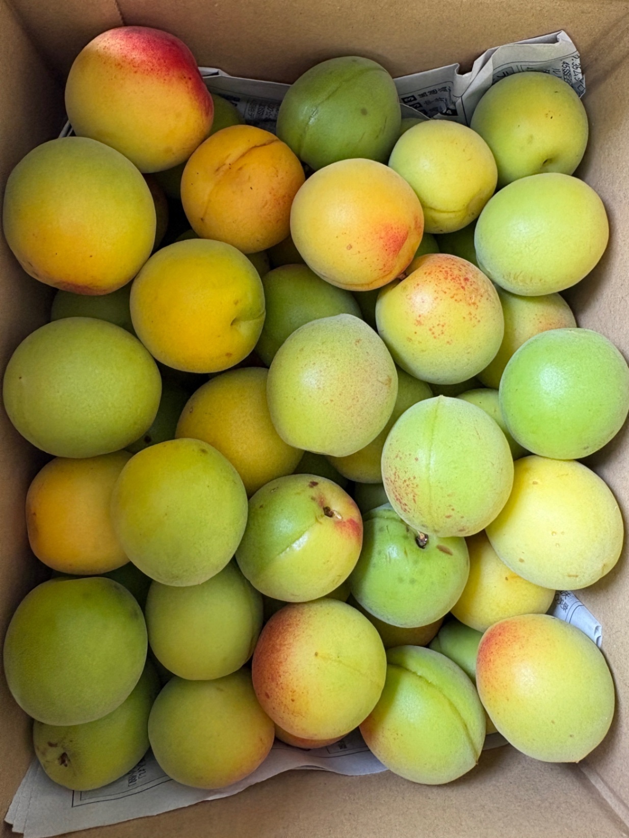 【完熟・樹上熟成】南信州の自然農梅 2.5kg｜雹傷あり・加工用