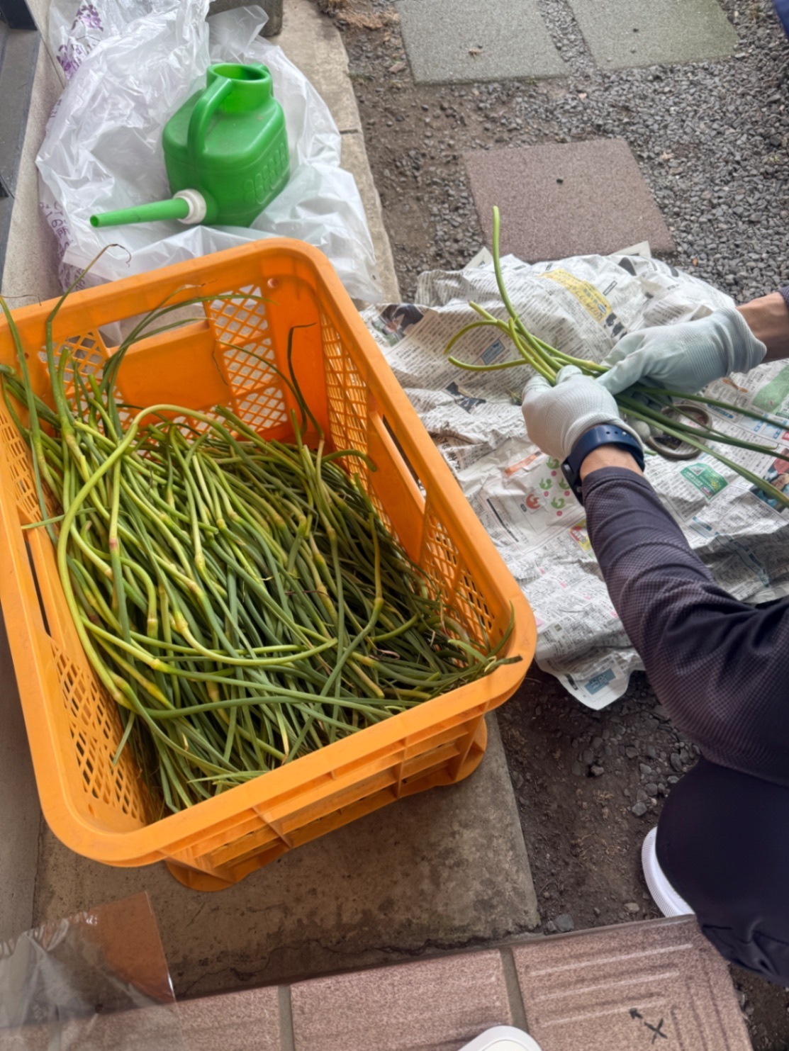 にんにくの芽醤油漬け
(200g×2本) 200本限定
農薬不使用、化学肥料不使用