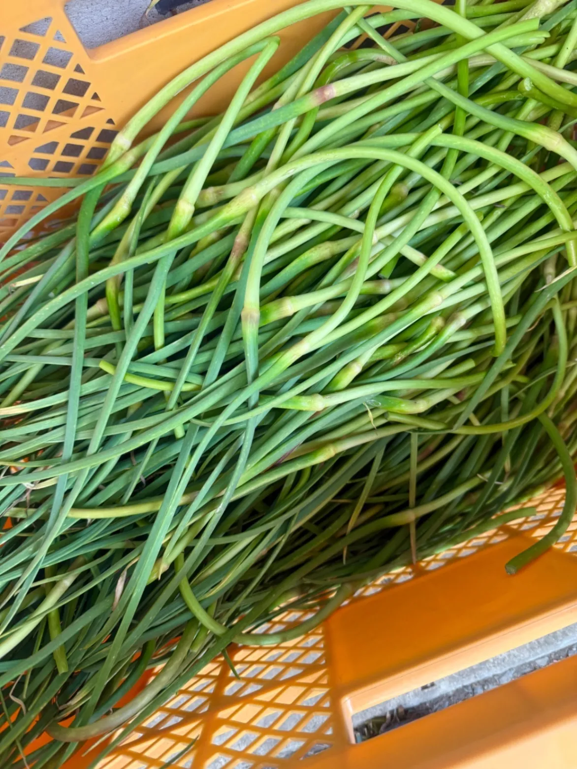 にんにくの芽醤油漬け
(200g×2本) 200本限定
農薬不使用、化学肥料不使用