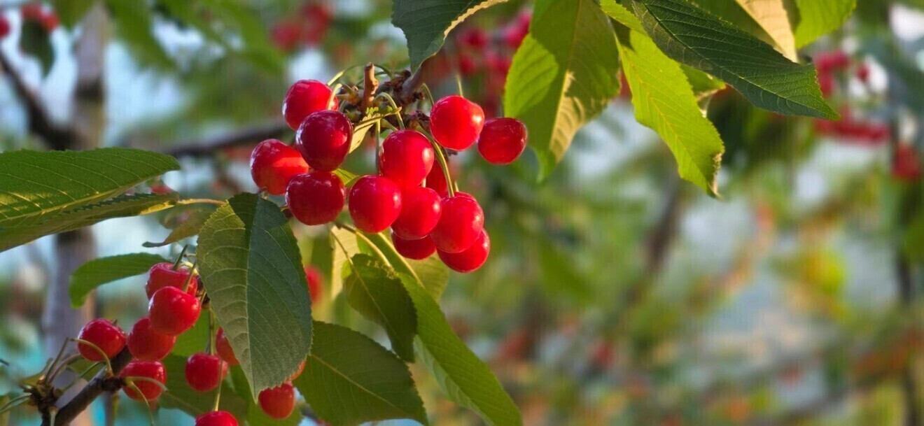 山形県産さくらんぼ　【紅秀峰】Lサイズのみ　 
700g
等級:【秀】