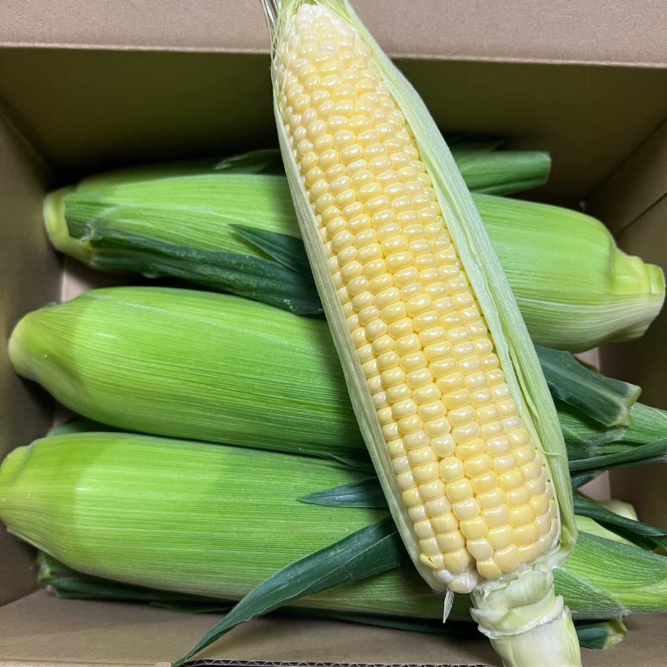 【生食OK】生でも甘い！サニーショコラ 7本🌽🌽 朝採り当日発送　少人数に最適✨