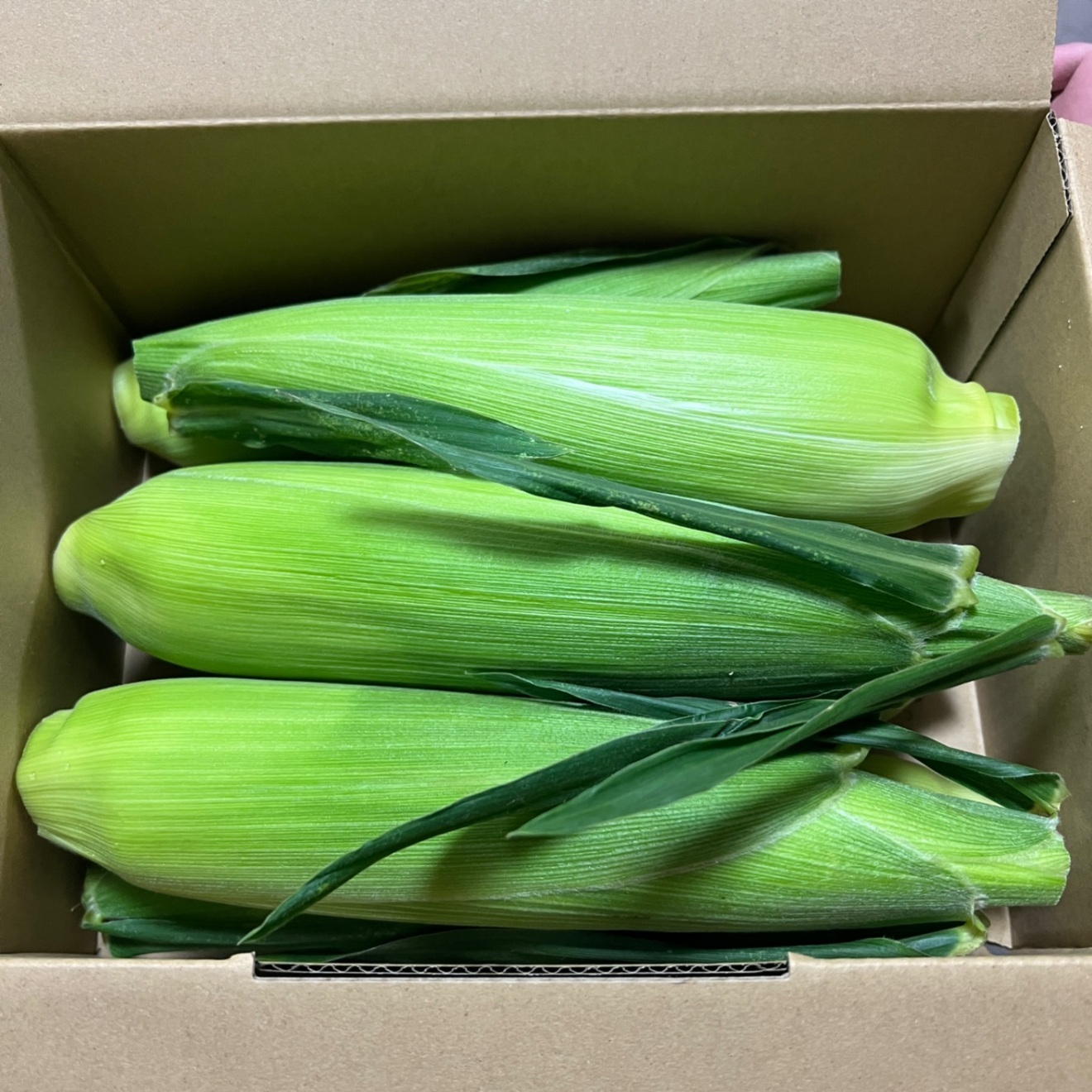 【生食OK】生でも甘い！サニーショコラ 7本🌽🌽 朝採り当日発送　少人数に最適✨