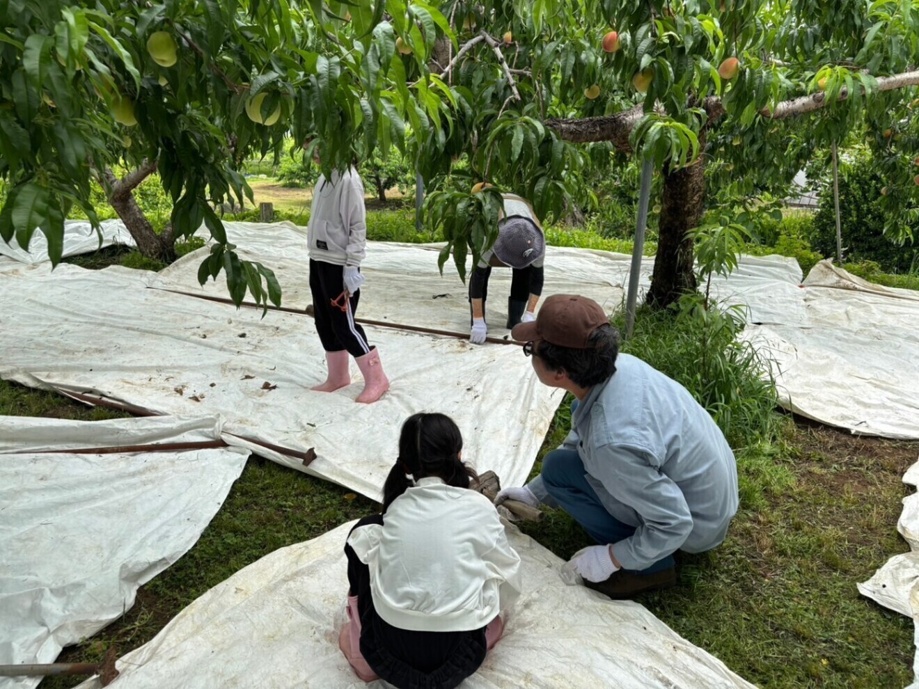 【家庭用・訳あり】山梨産 桃 3kg 家族農園から朝採れ直送、甘みが凝縮した完熟桃をお届けします