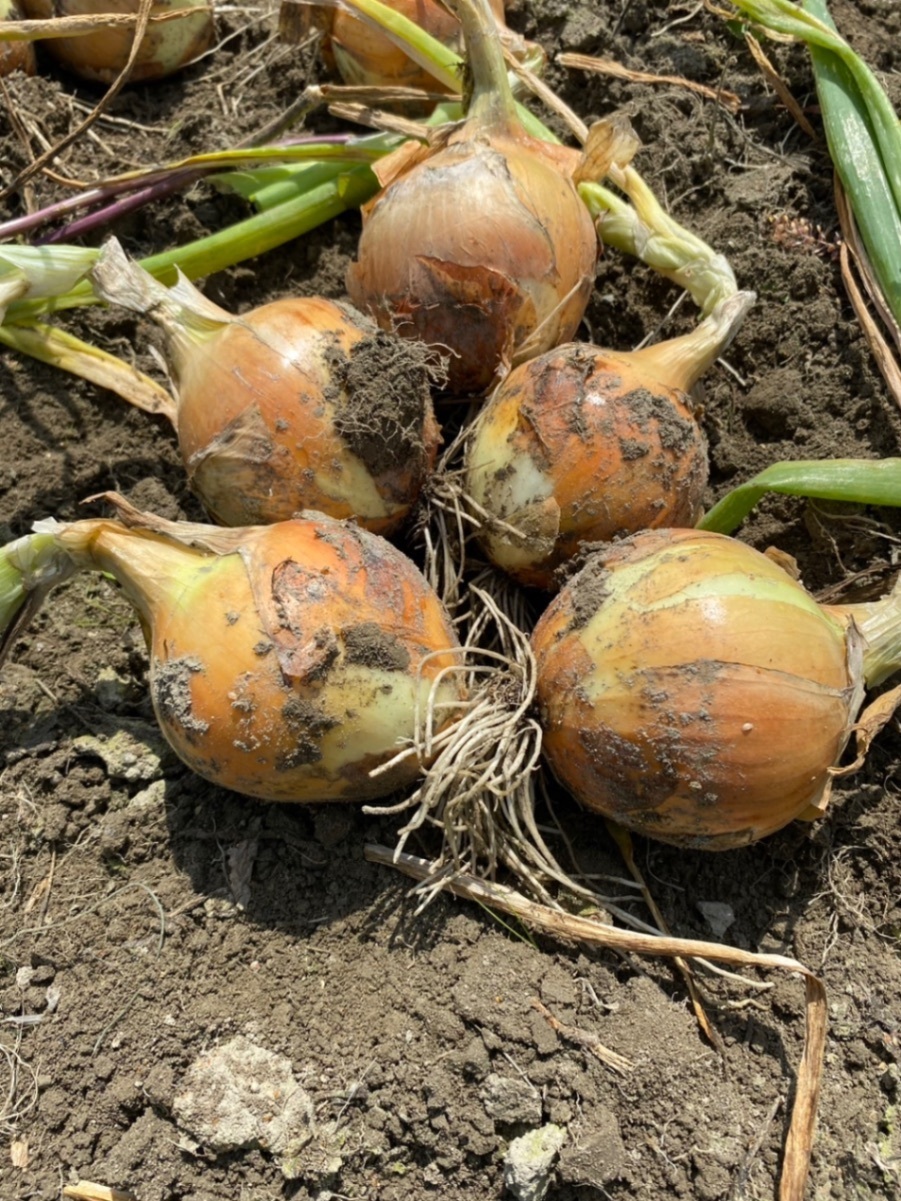 【富山県産】玉ねぎ 5kg 採れたて ずっしり大玉（M〜L）2026年6月収穫