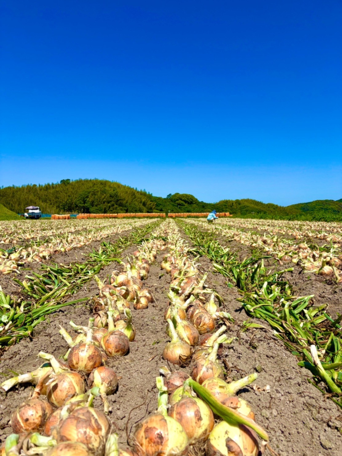 【産地直送】さとごよみ　淡路島産　玉ねぎ🧅5kg