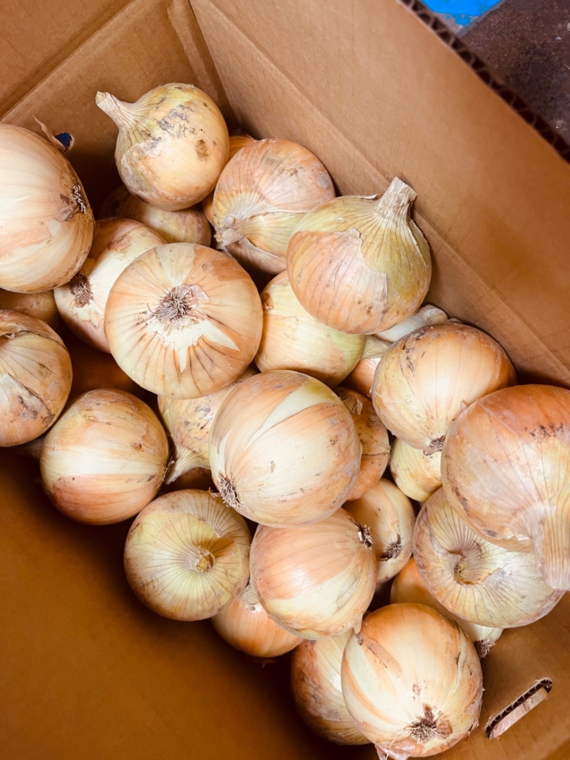 【産地直送】さとごよみ　淡路島産　玉ねぎ🧅5kg