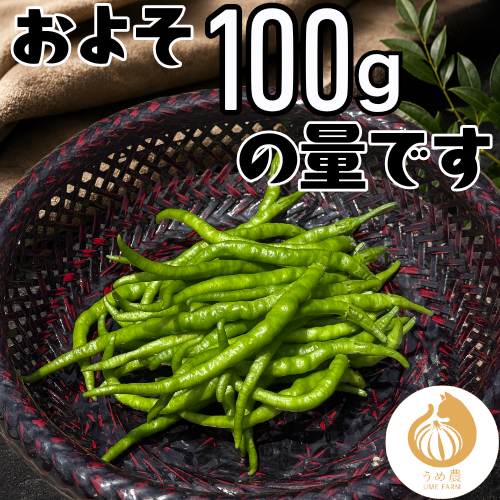 【伝統野菜】熊本県産 ひもとうがらし100g 栽培中農薬不使用