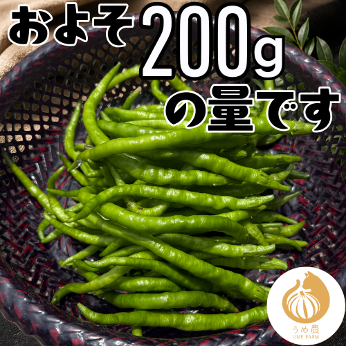 【伝統野菜】熊本県産 ひもとうがらし200g 栽培中農薬不使用