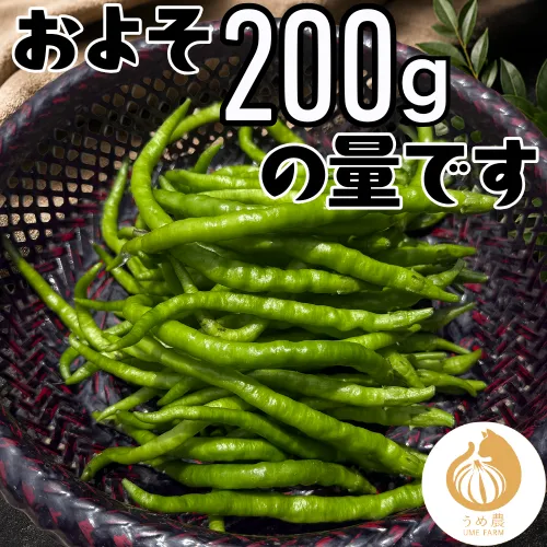 【伝統野菜】熊本県産 ひもとうがらし200g 栽培期間中農薬不使用　※収穫出来次第のお届けになります