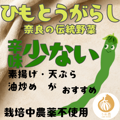 【伝統野菜】熊本県産 ひもとうがらし200g 栽培中農薬不使用