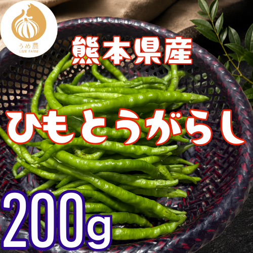 【伝統野菜】熊本県産 ひもとうがらし200g 栽培中農薬不使用