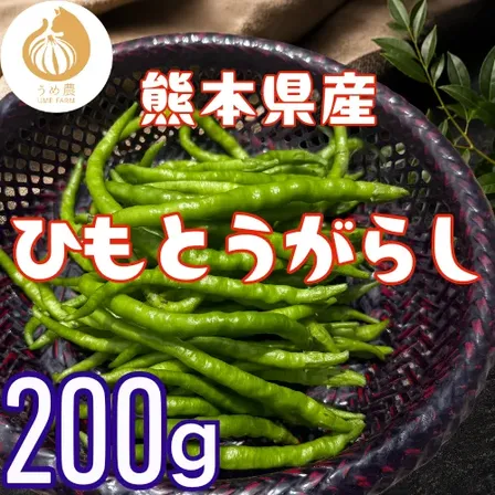 【伝統野菜】熊本県産 ひもとうがらし200g 栽培期間中農薬不使用　※収穫出来次第のお届けになります