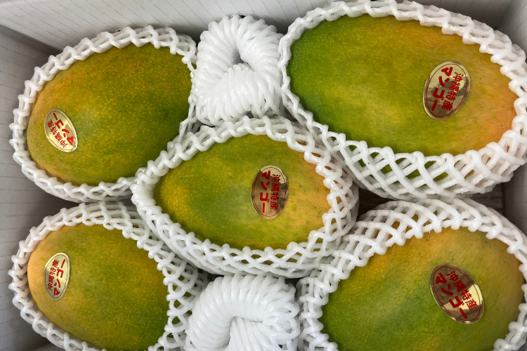 沖縄県産 夏雪マンゴー約４ｋｇ（優品・白箱）/ 希少品種！！たっぷり味わう8〜10玉/農家直送