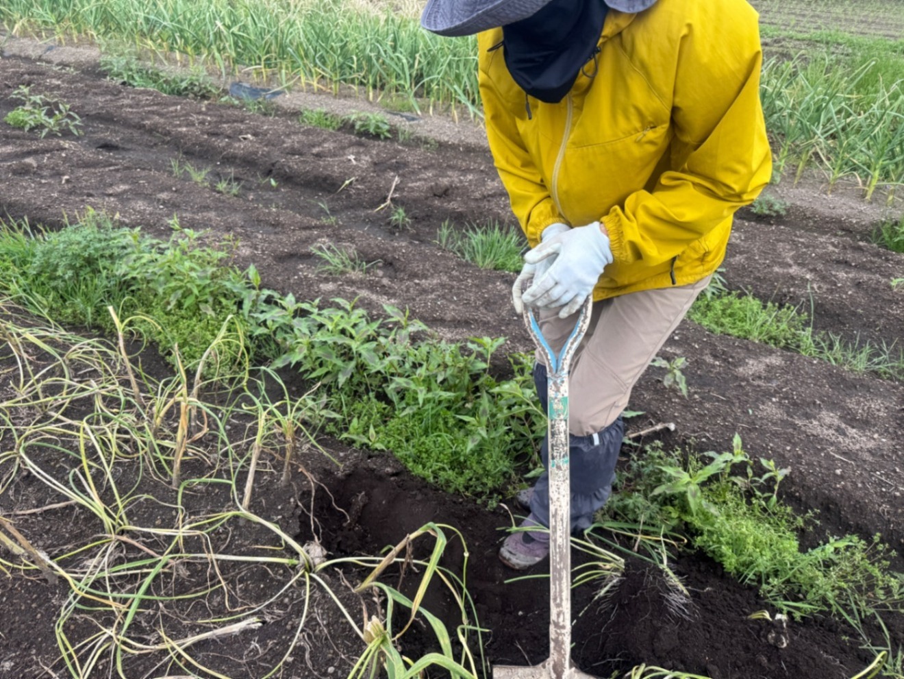にんにくの芽醤油漬け、トマトガーリックパスタソースセット(栽培時農薬不使用)