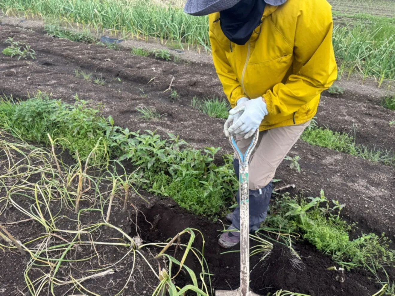 にんにくの芽醤油漬け、トマトガーリックパスタソースセット(栽培時農薬不使用)